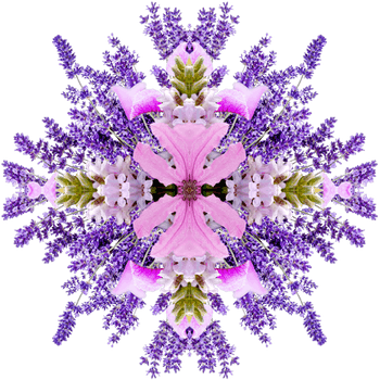 1552 Iconic Plants Lav Aw 570x570 Copy Light