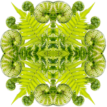 1552 Iconic Plants Fern Aw 570x570 Copy Light