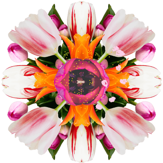 Tulip