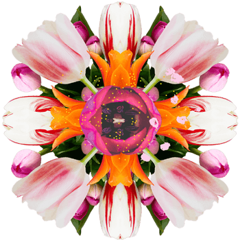 1552 Iconic Plants Tulip Aw 570x570 Copy