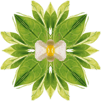 1552 Iconic Plants Tea Aw 570x570 Copy