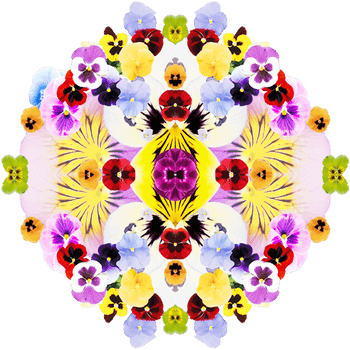 1552 Iconic Plants Pansy Aw 570x570 Copy Light