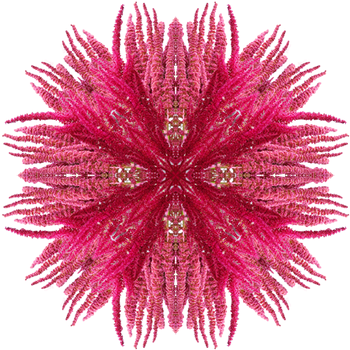 1552 Iconic Plants Amar Aw 570x570 Copy Light